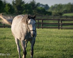 broodmare Welcoming xx (Thoroughbred, 2013, from Tapit xx)