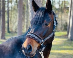 broodmare Lonkens Roslin (Oldenburg show jumper, 2017, from Diarado)