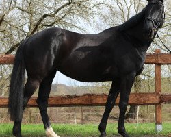 dressage horse Rivalin 65 (Deutsches Sportpferd, 2011, from Donnerblut)