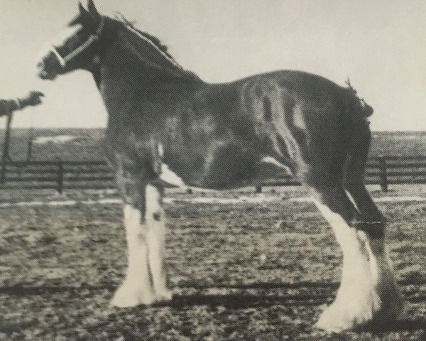 Zuchtstute Hillmoor Mid-Day Melody (Clydesdale, 1990, von Doura Winston)