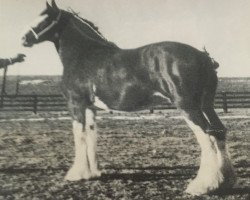 broodmare Hillmoor Mid-Day Melody (Clydesdale, 1990, from Doura Winston)