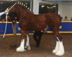 Zuchtstute T.F.C. Fusiler's Chrome (Clydesdale, 2012, von Hillmoor Fusilier)