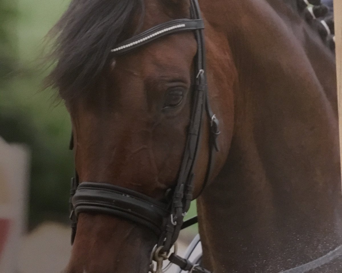 Pferd Sachsenhausen (Trakehner, 2000, von Monteverdi)