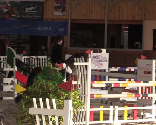 Reitturnier Dettingen 2017