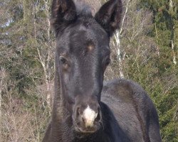 Pferd Polidarus (Russisch Trakehner, 2021, von Febo)