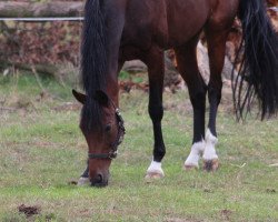 Dressurpferd Sunny's Lady (Westfale, 2008, von Sunny-Boy)