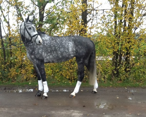 broodmare Scarlett 620 (Hanoverian, 2007, from Silvio I)