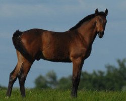 stallion Diamiro (Oldenburg, 2009, from Diarado)