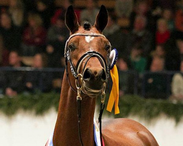 stallion Tackmann's Dessert de luxe (German Riding Pony, 2010, from Fs Dr Watson)