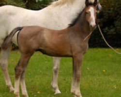 jumper Onagadori Red Wine (Oldenburg show jumper, 2013, from Ogano Sitte)