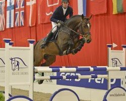 stallion Boegegaarden Gladiola (Danish Warmblood, 2012, from Boegegaardens Grafs Stakkato)