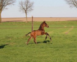 dressage horse van Dansk (Oldenburg, 2017, from Blue Hors Veneziano)