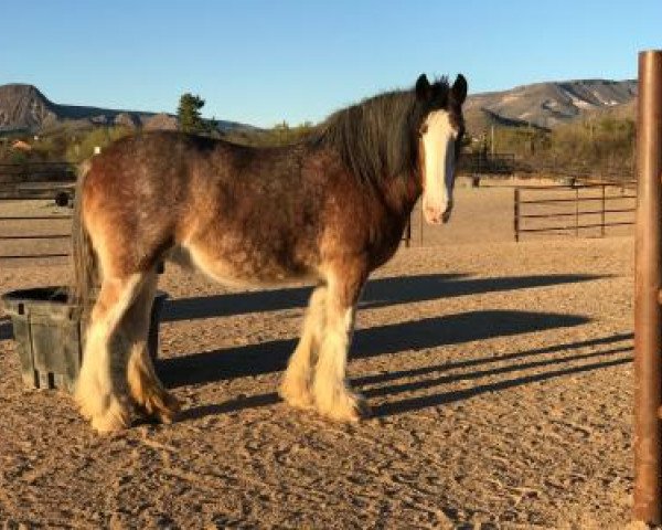 Zuchtstute Al/Wanda-A Maria (Clydesdale, 2005, von Greendykes Fairnington)