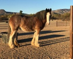 broodmare Al/Wanda-A Maria (Clydesdale, 2005, from Greendykes Fairnington)