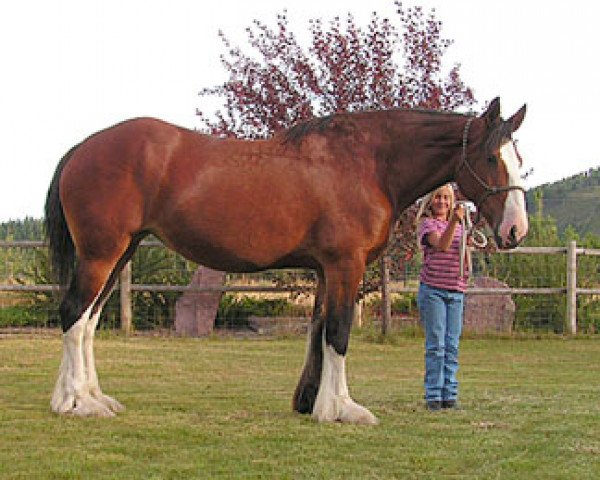 broodmare Alpine Liz (Clydesdale, 1993, from Alpine Theodore)