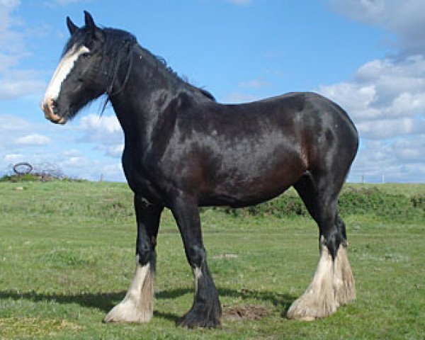 Zuchtstute Donegal Megan (Clydesdale, 2003, von Donegal Joe Nine Lives)