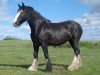 Zuchtstute Donegal Megan (Clydesdale, 2003, von Donegal Joe Nine Lives)