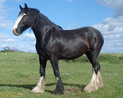 broodmare Donegal Megan (Clydesdale, 2003, from Donegal Joe Nine Lives)