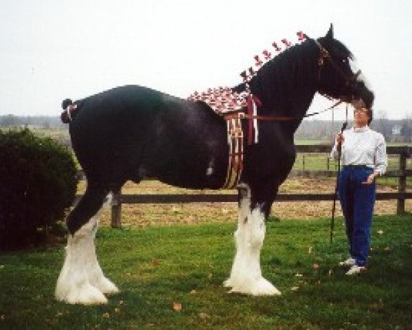 stallion Armageddon's Lord Samson (Clydesdale, 1993, from Broadlea Classic Joe)