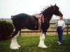 Deckhengst Armageddon's Lord Samson (Clydesdale, 1993, von Broadlea Classic Joe)