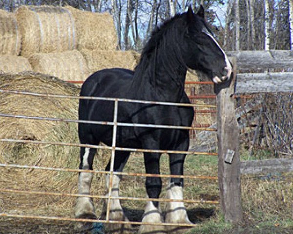 Deckhengst Armageddon's Lord Cain (Clydesdale, 1998, von Armageddon's Lord Samson)