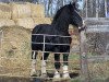 stallion Armageddon's Lord Cain (Clydesdale, 1998, from Armageddon's Lord Samson)