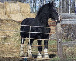 stallion Armageddon's Lord Cain (Clydesdale, 1998, from Armageddon's Lord Samson)