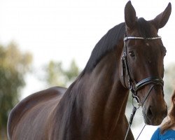 dressage horse Fabriello (Hanoverian, 1999, from Fabriano)