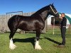 Zuchtstute Bud Ridge Kylie (Clydesdale, 2009, von Donegal Kane)