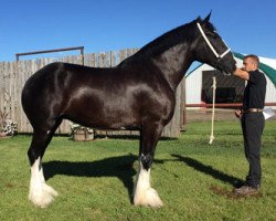 Zuchtstute Bud Ridge Kylie (Clydesdale, 2009, von Donegal Kane)