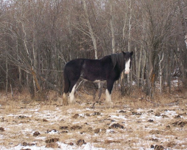 broodmare Battle River Whitney (Clydesdale, 1994, from Benefactor's Perfect Print)