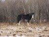 Zuchtstute Battle River Whitney (Clydesdale, 1994, von Benefactor's Perfect Print)