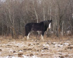 Zuchtstute Battle River Whitney (Clydesdale, 1994, von Benefactor's Perfect Print)