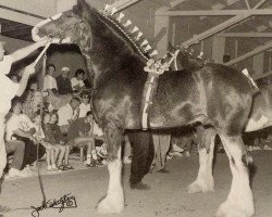 Deckhengst Grandview Sir El Capitan (Clydesdale, 1995, von Armageddon's Lord Elijah)