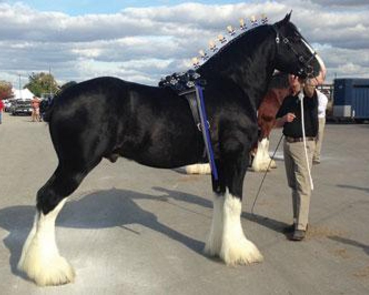 Deckhengst Amethyst Hayden (Clydesdale, 2008, von Grandview Sir El Capitan)