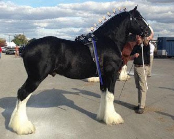 Deckhengst Amethyst Hayden (Clydesdale, 2008, von Grandview Sir El Capitan)