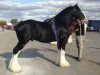 Deckhengst Amethyst Hayden (Clydesdale, 2008, von Grandview Sir El Capitan)