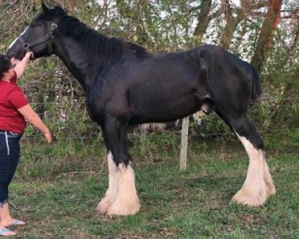 stallion Bud Ridge Alpha Bravo (Clydesdale, 2015, from Amethyst Hayden)