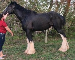 stallion Bud Ridge Alpha Bravo (Clydesdale, 2015, from Amethyst Hayden)