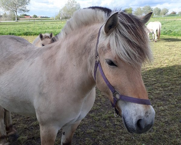 broodmare Isabella Strødam FJ 11009 (Fjord Horse, 2009, from Trollfin)