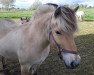 broodmare Isabella Strødam FJ 11009 (Fjord Horse, 2009, from Trollfin)