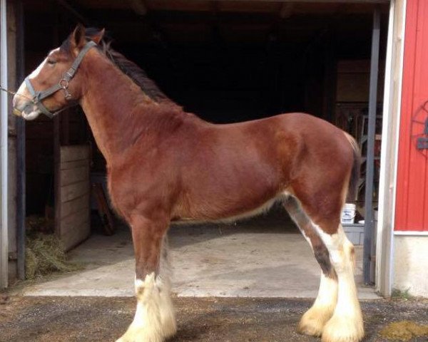 stallion Allumettes Sydney (Clydesdale, 2013, from Green Leaf Catalyst)