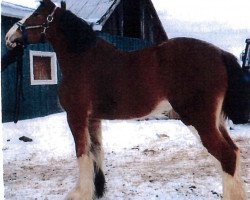 Zuchtstute Allumettes Rihanna (Clydesdale, 2012, von Green Leaf Catalyst)