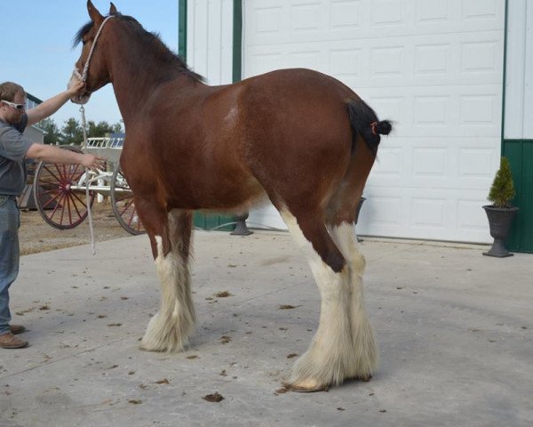 Zuchtstute Allumettes Nora (Clydesdale, 2008, von Green Leaf Catalyst)