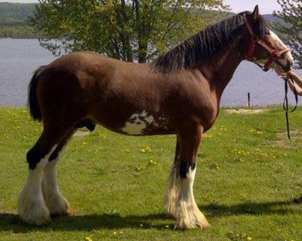 Deckhengst Allumettes Hotrod Lincoln (Clydesdale, 2006, von Green Leaf Catalyst)