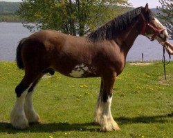 Deckhengst Allumettes Hotrod Lincoln (Clydesdale, 2006, von Green Leaf Catalyst)