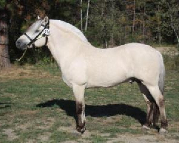 Deckhengst Ironwood Lordalen (Fjordpferd, 2007, von Ironwood Blitzen)