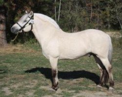 stallion Ironwood Lordalen (Fjord Horse, 2007, from Ironwood Blitzen)