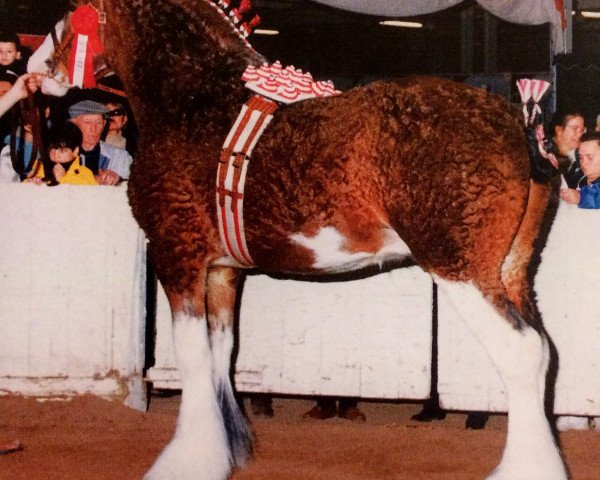 stallion Greendykes Fairnington (Clydesdale, 1991, from Doura Sir Charles)