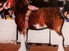 Deckhengst Greendykes Fairnington (Clydesdale, 1991, von Doura Sir Charles)